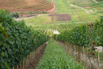 Governança do enoturismo fluminense será debatida em evento