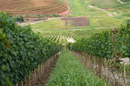 Governança do enoturismo fluminense será debatida em evento