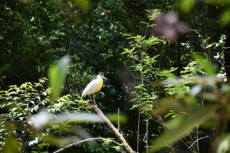 Originals é lançada como veículo escalável para restauração