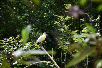 Originals é lançada como veículo escalável para restauração