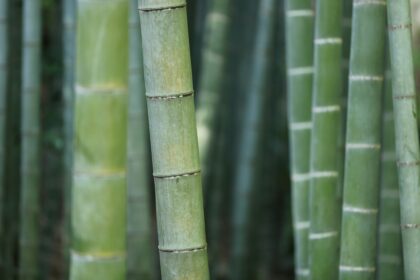 Bambu reúne propriedades que ampliam seu uso no lar