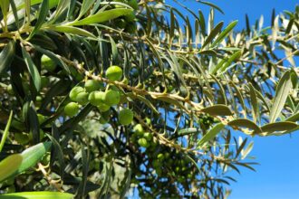 Produção de azeitonas na Califórnia otimiza a importação