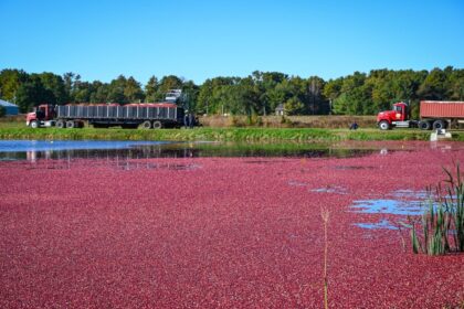 Cranberries incrementam a economia nacional
