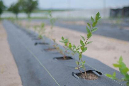 Golden Agro inicia colheita de mirtilos e aprova expansão