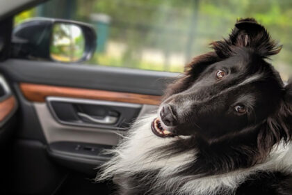 Turismo pet friendly ganha força nas estâncias paulistas