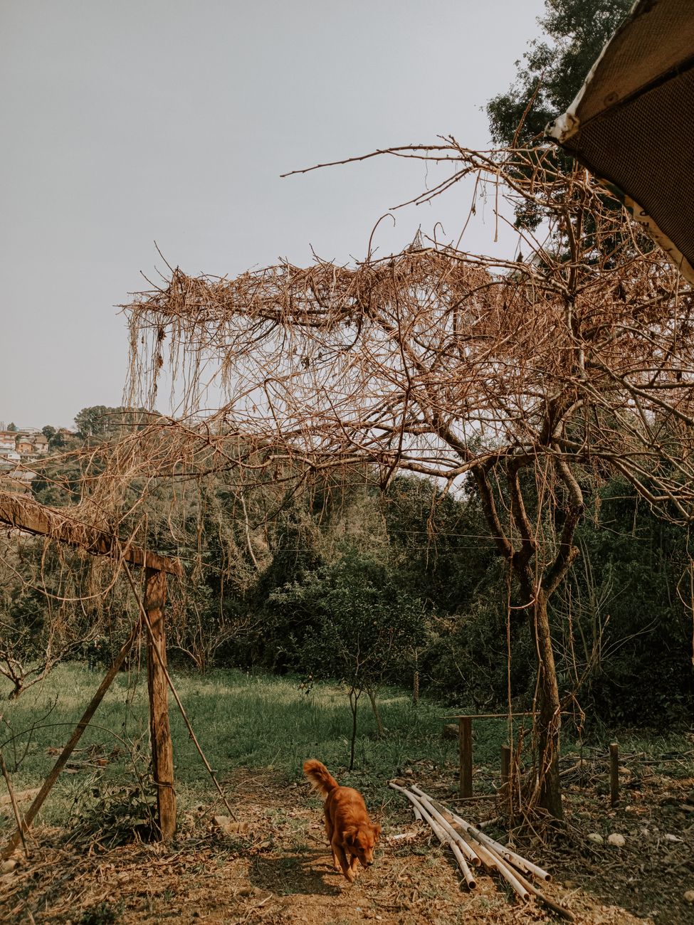 a dog is standing in front of a tree