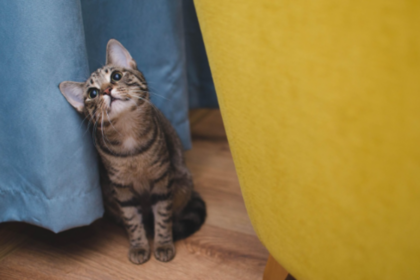 Veterinário online: quando buscar atendimento para o pet