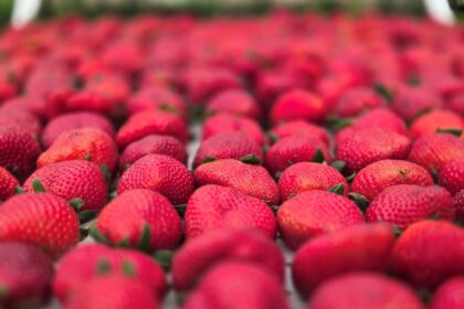 Sebrae participa da Festa de Flores e Morangos de Atibaia