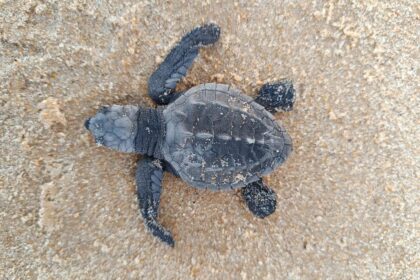 Indústria alagoana apoia conservação da fauna marinha