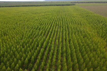 Madeira é destaque de MG na economia de baixo carbono