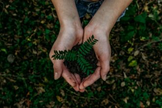 Future Climate abre a conta de restaurar 12 mil hectares